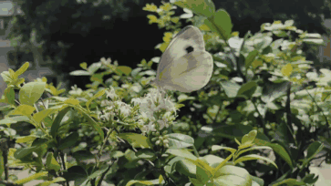 2.gif