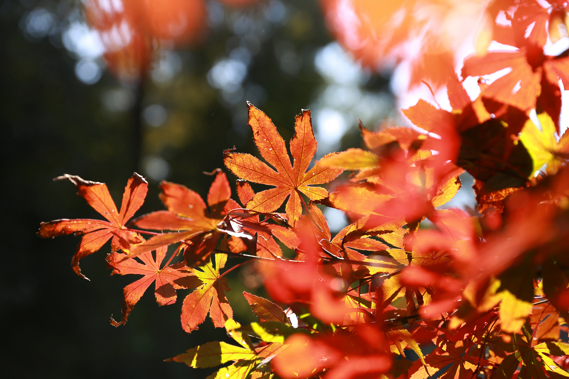 摄图网_500716262_banner.jpg