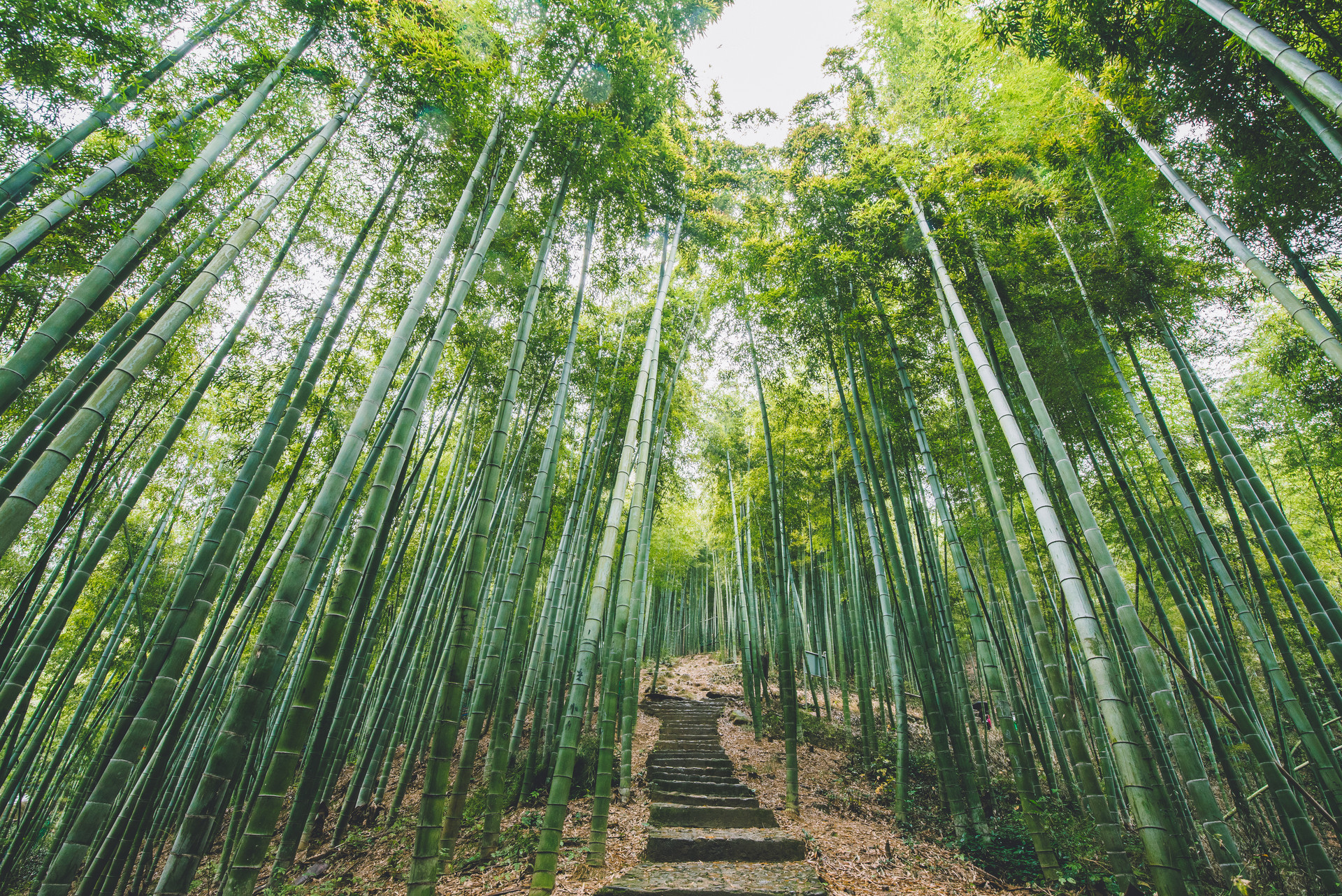 摄图网_500734026_banner_中国大竹海（非企业商用）.jpg
